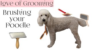 How to Brush your Poodle  Which Brushes and Combs to use on Poodles [upl. by Aneetak]