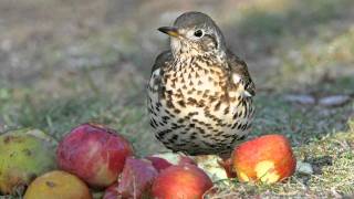 Know your thrushes  Song and Mistle [upl. by Menell]