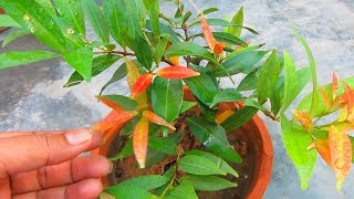 Beautiful Photinia Red Robin Plant Caring Tips [upl. by Tamaru]