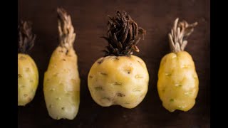 Barrel Cactus Fruit [upl. by Ramedlab]