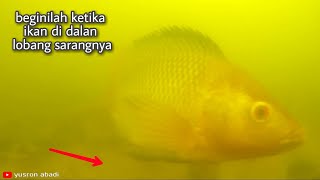 BEGINILAH KETIKA IKAN NILA DI LOBANGNYA SARANGNYA [upl. by Eeralav]