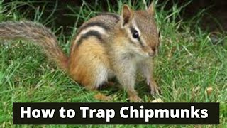 How To Trap Chipmunks [upl. by Annoid769]