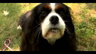 Dogs 101  Cavalier King Charles Spaniel [upl. by Ahsiakal]