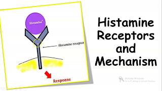 HISTAMINE RECEPTORS AND MECHANISM OF ACTION [upl. by Hyrup]