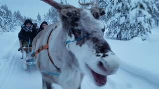 Reindeer Sleigh Ride in Rovaniemi  Finland [upl. by Cas]