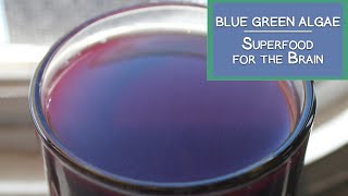 Blue Green Algae A Superfood for the Brain and More [upl. by Snowber843]