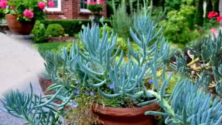 Senecio Mandraliscae Succulens Plant [upl. by Eanert925]