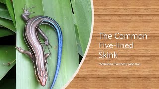 Common Fivelined Skink [upl. by Edik]