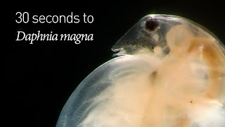 30 seconds to Daphnia magna [upl. by Luapnaes]