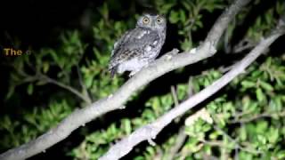 Western Screech Owl [upl. by Amadis]