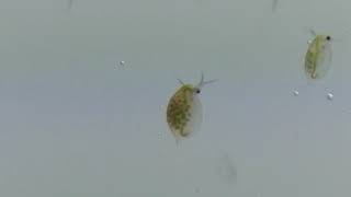 Water fleas Daphnia sp swimming [upl. by Giarc]