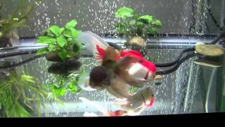 Goldfish Care Filtration Basics Part 1 [upl. by Ennaisoj127]