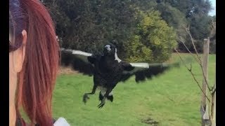 Visiting Juvenile Australian Magpies [upl. by Rehpotsihrc]