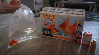 GOLDFISH ONLY AQUARIUM SETUP [upl. by Behrens]