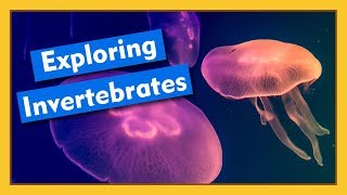 Exploring Invertebrates  Compilation [upl. by Yebloc433]