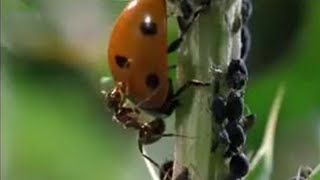 Crazy Ant Farmers  Weird Nature  BBC Studios [upl. by Essilec]