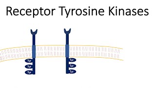 Receptor Tyrosine Kinases  RTK [upl. by Squier]