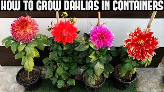 How To Grow Dahlias At Home  FULL INFORMATION [upl. by Chader]