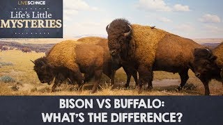 Bison vs Buffalo Whats the Difference [upl. by Sylvanus]