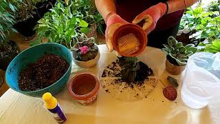 How to Successfully Repot an African Violet [upl. by Fulbert952]