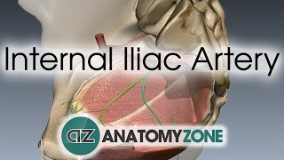 Internal Iliac Artery [upl. by Lovmilla]