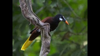 El Canto de las Oropéndolas Oriole major singing [upl. by Rudie780]