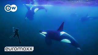 Photographing Wild Orcas in Norway  Ocean Photographer Uli Kunz  Euromaxx [upl. by Aw336]