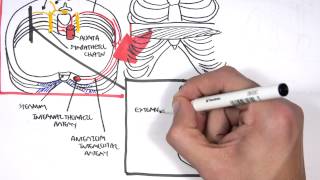 Anatomy Thorax Clinical  Nerve Block [upl. by Tobey]