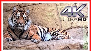 London Zoo Animals  FULL walking tour  Things to do in LONDON  3h40m [upl. by Burg]