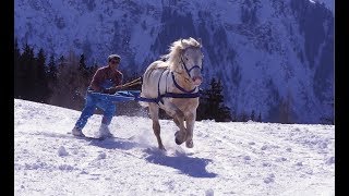 Skijoring  The Incredible Horse Skiing Sport [upl. by Flanagan]