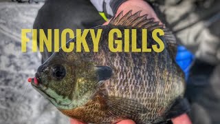 Ice Fishing Finicky BLUEGILLS Iowa Lake Okoboji icefishing [upl. by Eilah]