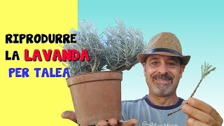 RIPRODURRE LAVANDA PER TALEA [upl. by Warwick]