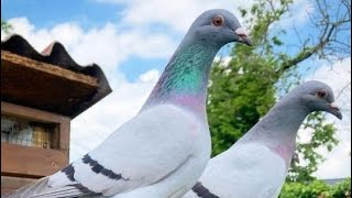 Colombophilies Sénégal Course Pigeon voyageur au Sénégal [upl. by Lesly]