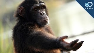 Should Chimps Have Human Rights [upl. by Nacul]