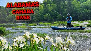 Fishing Alabamas Scenic River Loaded [upl. by Barbe]