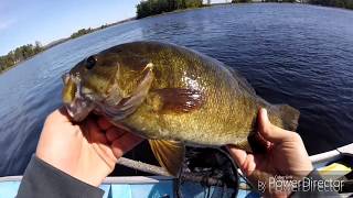 Catching HUGE Bass and WalleyeOttawa River [upl. by Bander479]