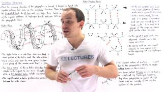 Secondary Structure of Proteins [upl. by Nored]