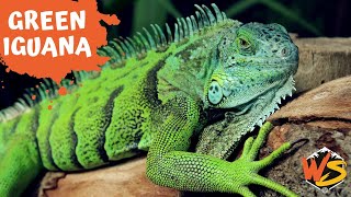 Green Iguana Facts Everything You Need to Know [upl. by Ynttirb]