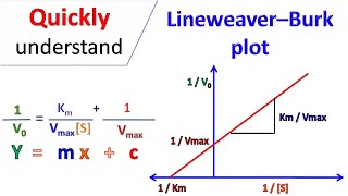 Lineweaver Burk plot [upl. by Akcimehs]