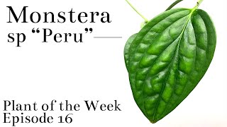 How To Care For Monstera sp “Peru”  Plant Of The Week Ep 16 [upl. by Htezil147]