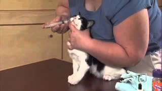 Giving Your Cat Liquid Medications Part 2  1 Person Procedure [upl. by Sig97]