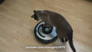 Cat shows HOW TO use iRobot Roomba Vacuum [upl. by Ysied]