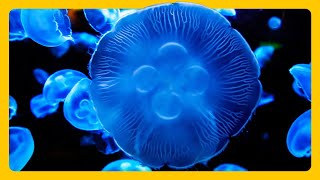 Mesmerizing Jellyfish Aquarium 2Hour HD Music [upl. by Llennyl]