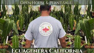 Ecuagenera California  Open House Plant Nursery Tour  Rare Aroids [upl. by Biron]