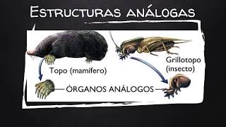 Anatomía comparada [upl. by Eilis]