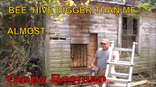 Massive Bee Hive Removal From Abandoned House Wall with Surprise Ending [upl. by Aidam]