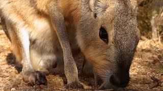 Patagonian Mara Cavy in HD  A Threatened Species [upl. by Serles]