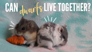 Can DWARF hamsters live together [upl. by Porter]