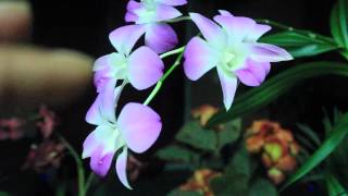 ALL ABOUT DENDROBIUM ORCHIDS  Phalaenopsis and Nobile [upl. by Illehs]