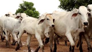 Producción de ganado bajo confinamiento TvAgro por Juan Gonzalo Angel [upl. by Eisej224]